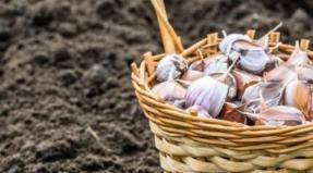 When to plant garlic before winter: timing and scheme, varieties for winter planting How to preserve winter garlic for the winter at home